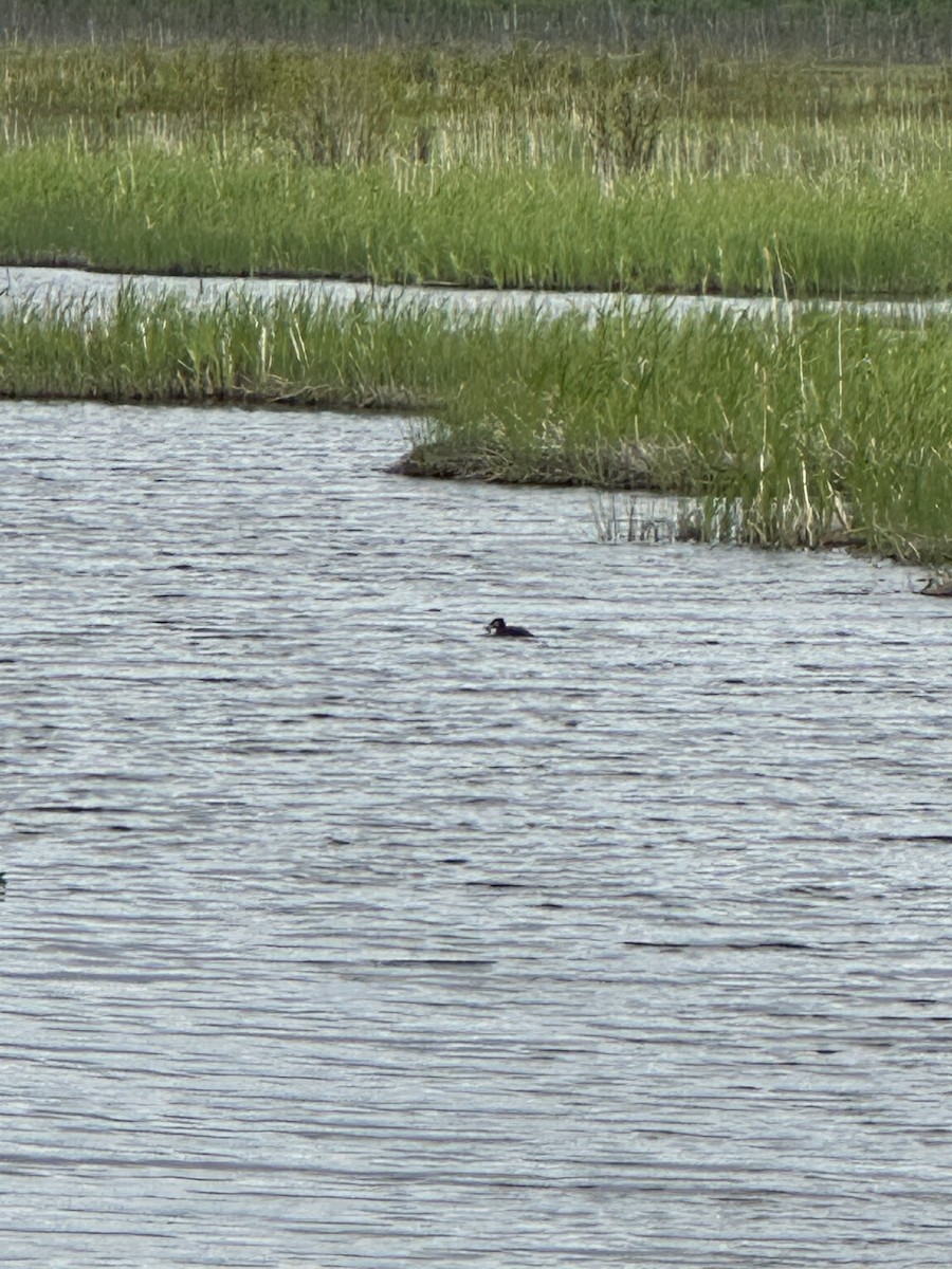 Red-necked Grebe - ML620225261