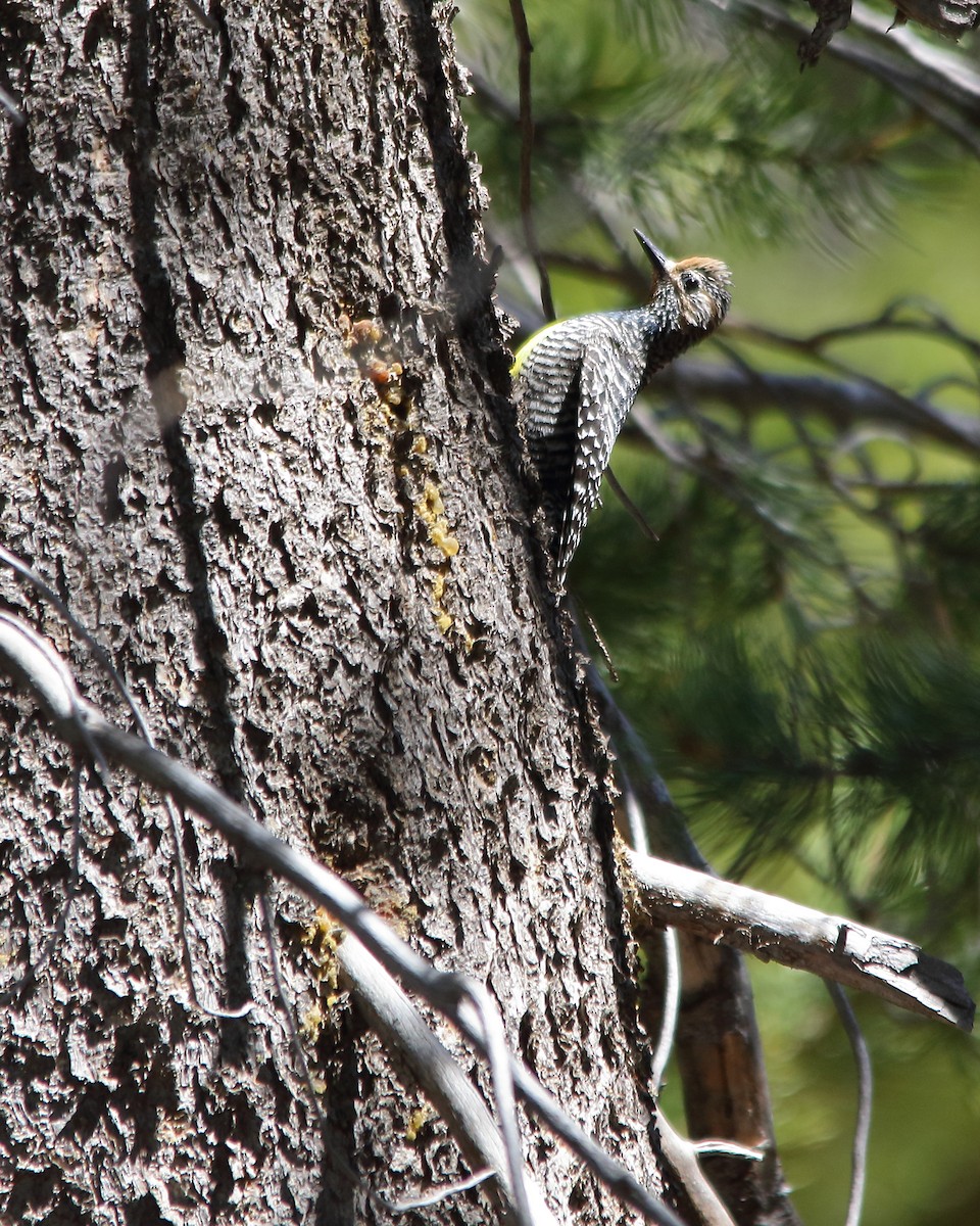 Williamson's Sapsucker - ML620225263