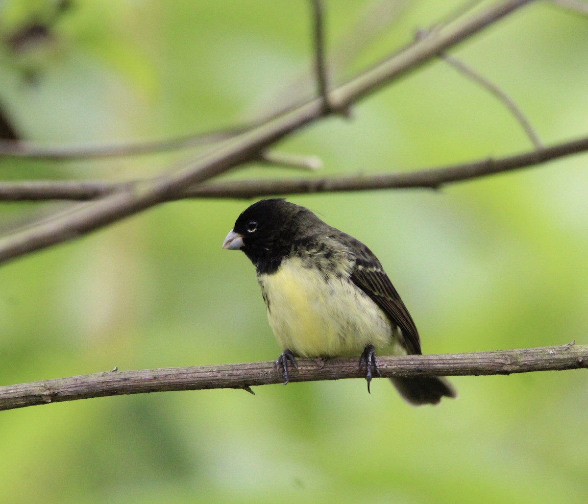 Yellow-bellied Seedeater - ML620225279
