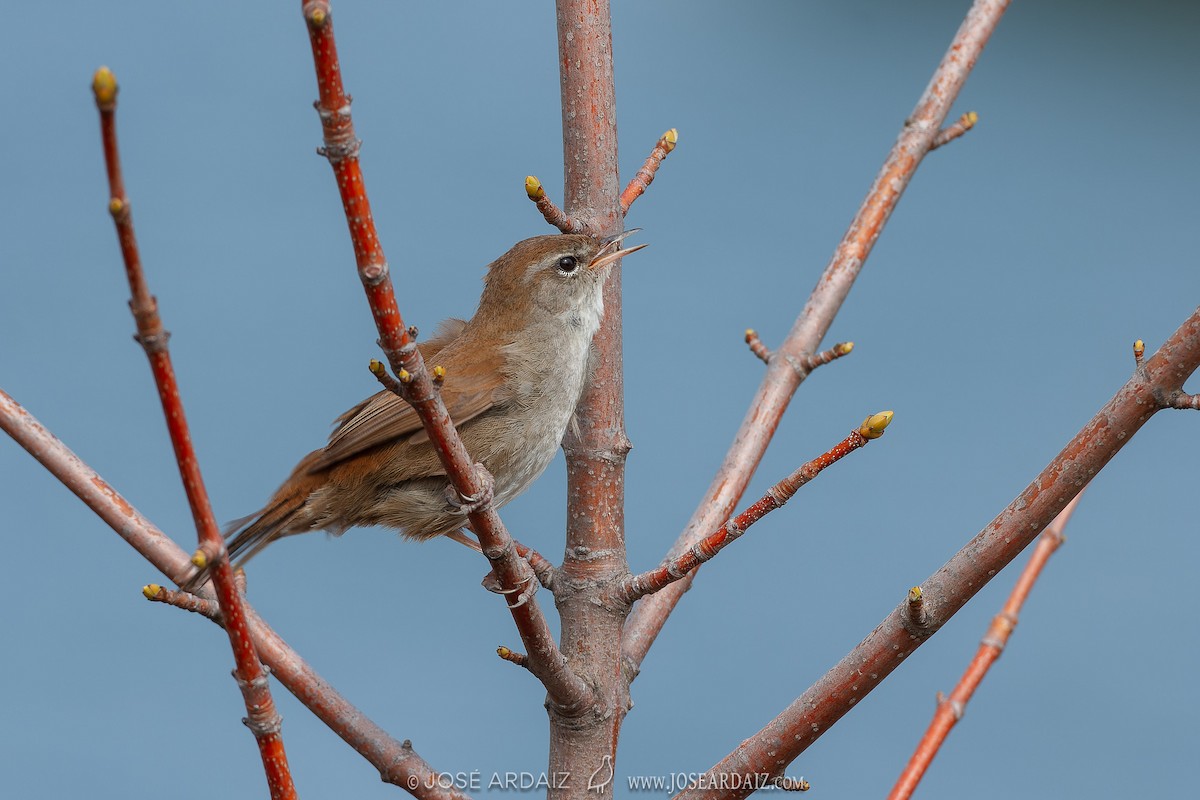 Cetti's Warbler - ML620225281