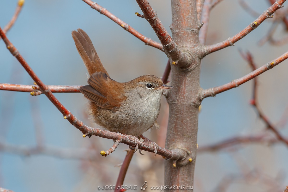 Cetti's Warbler - ML620225282