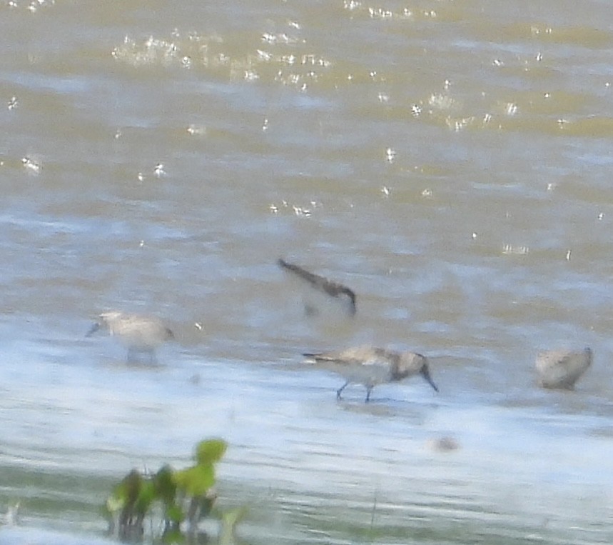 Semipalmated Sandpiper - rita laurance