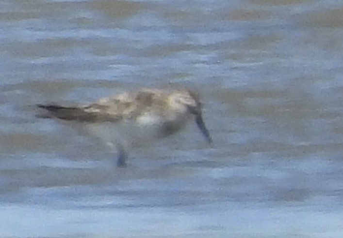 Semipalmated Sandpiper - ML620225289