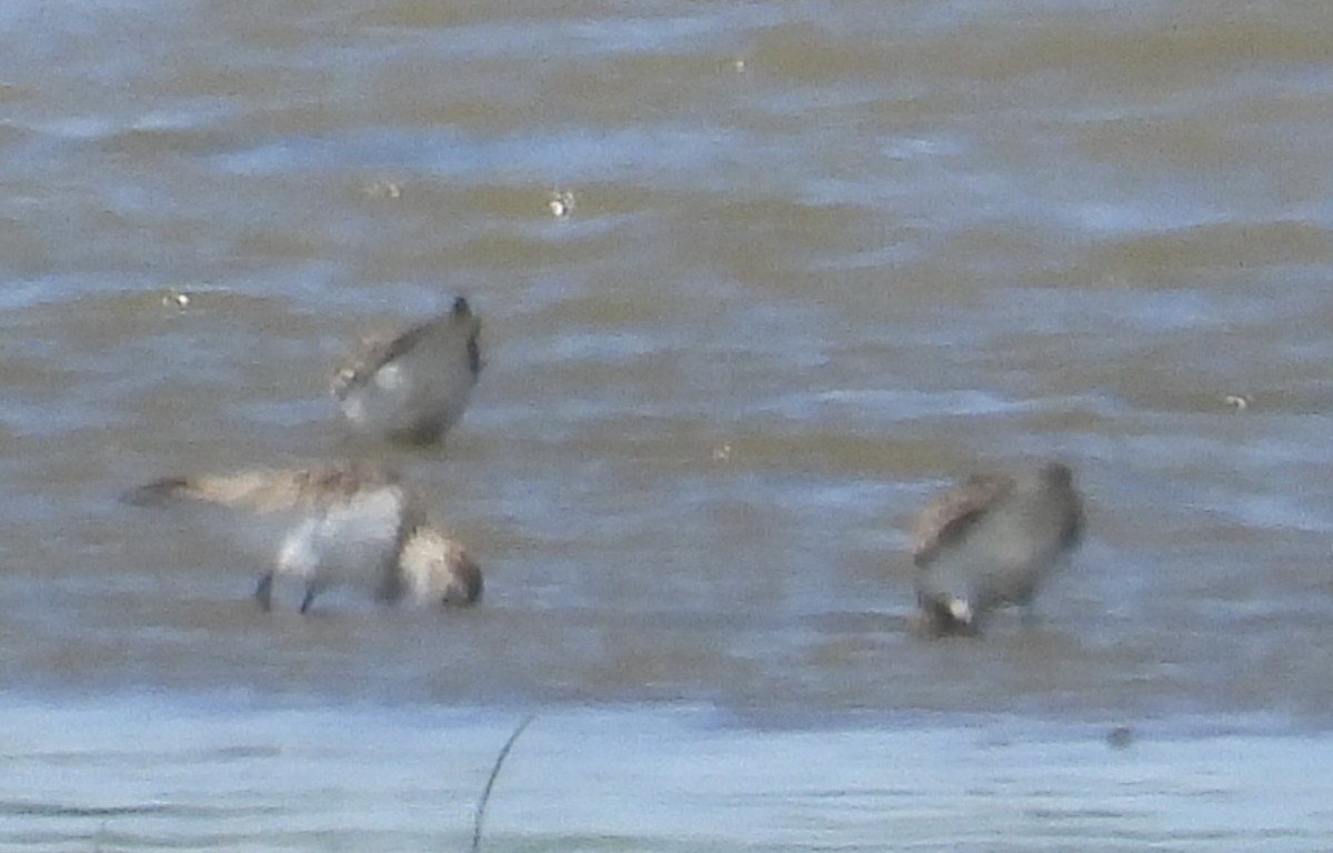 Semipalmated Sandpiper - ML620225290