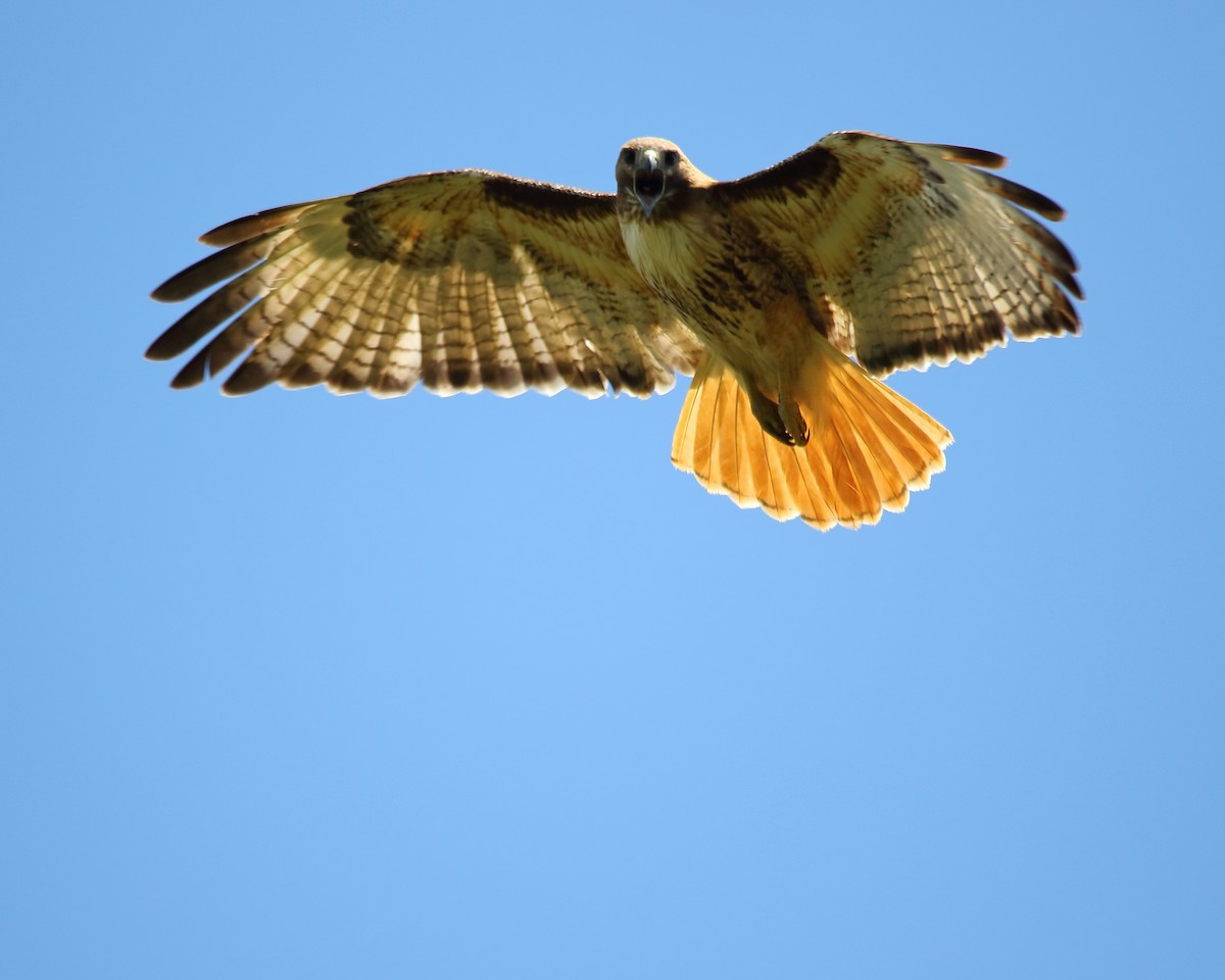 Red-tailed Hawk - ML620225292