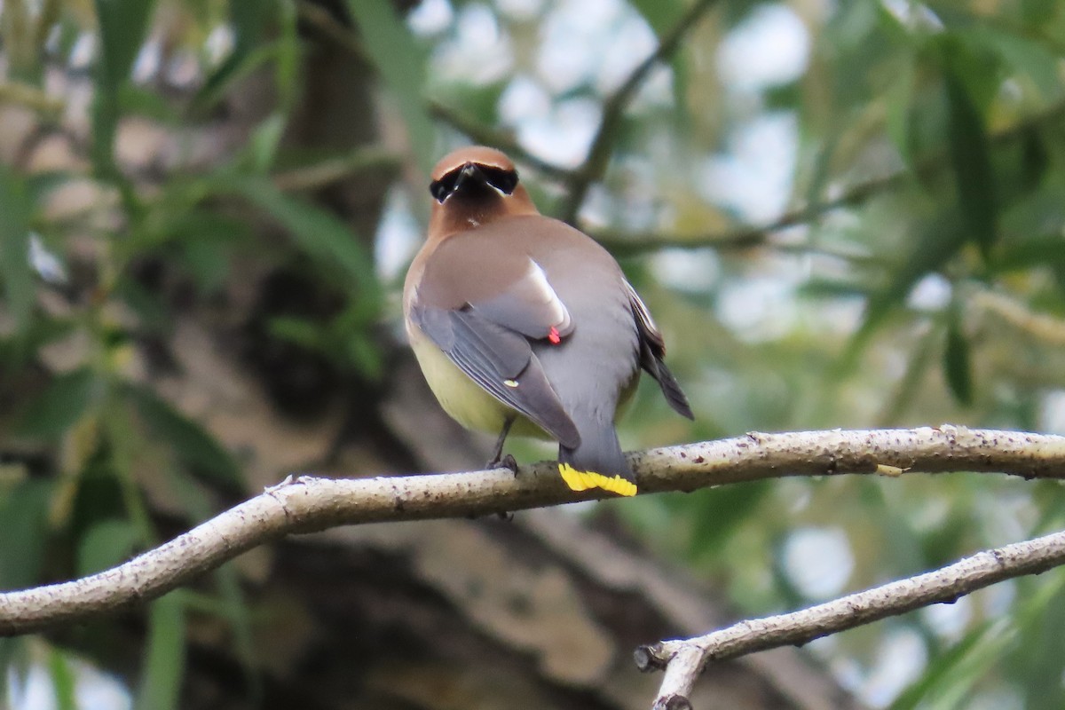 Cedar Waxwing - ML620225293