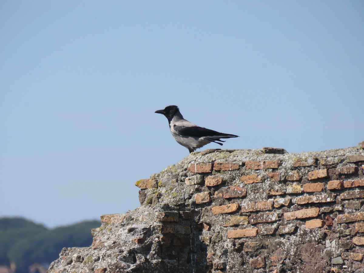 Hooded Crow - ML620225294