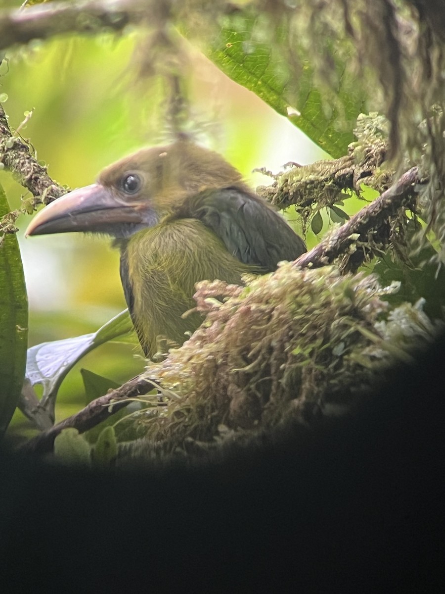 Northern Emerald-Toucanet (Blue-throated) - ML620225295