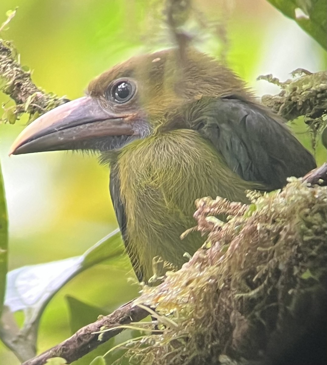 smaragdtukan (caeruleogularis) (blåstrupetukan) - ML620225296