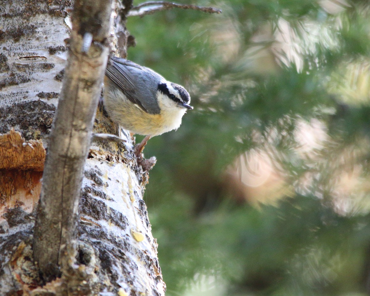 Red-breasted Nuthatch - ML620225302
