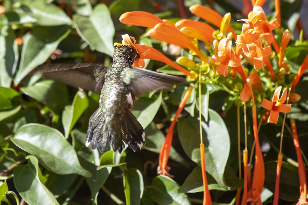 kolibřík fialovolímcový - ML620225314