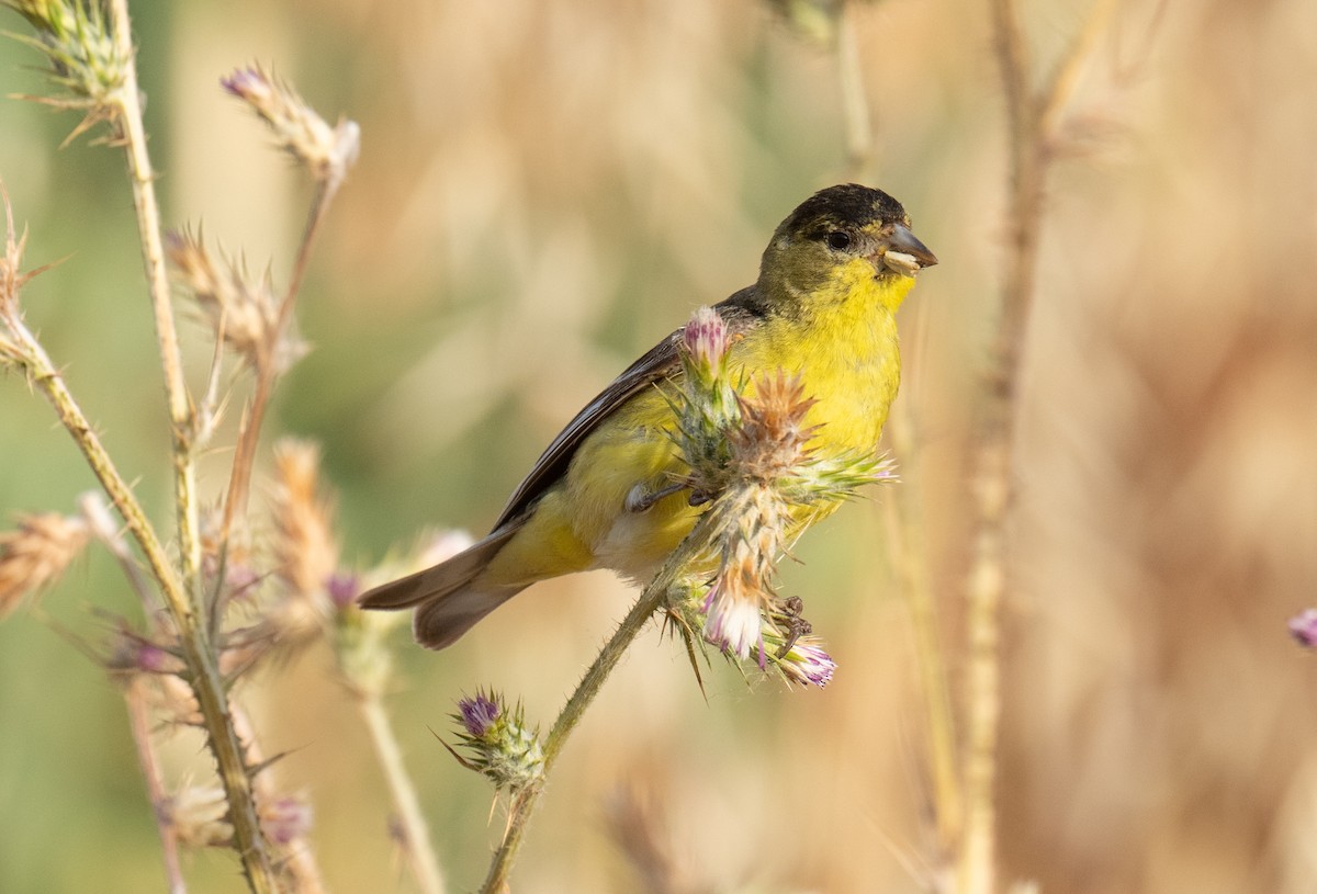 Lesser Goldfinch - ML620225315