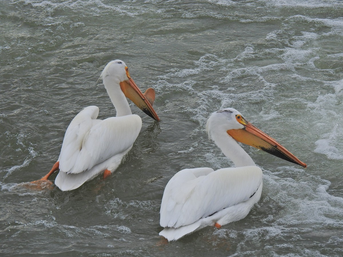 pelikán severoamerický - ML620225319