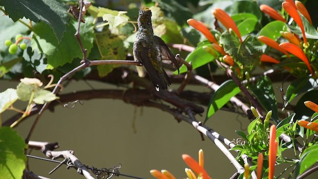 kolibřík fialovolímcový - ML620225327