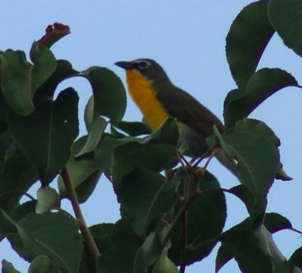 Yellow-breasted Chat - ML620225328