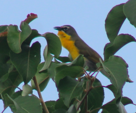 Yellow-breasted Chat - ML620225371