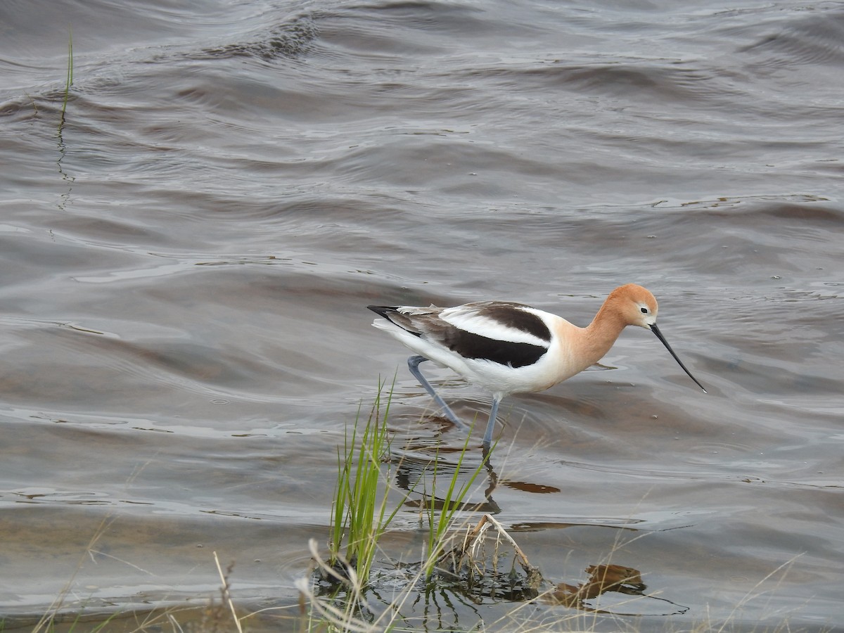 Avoceta Americana - ML620225378