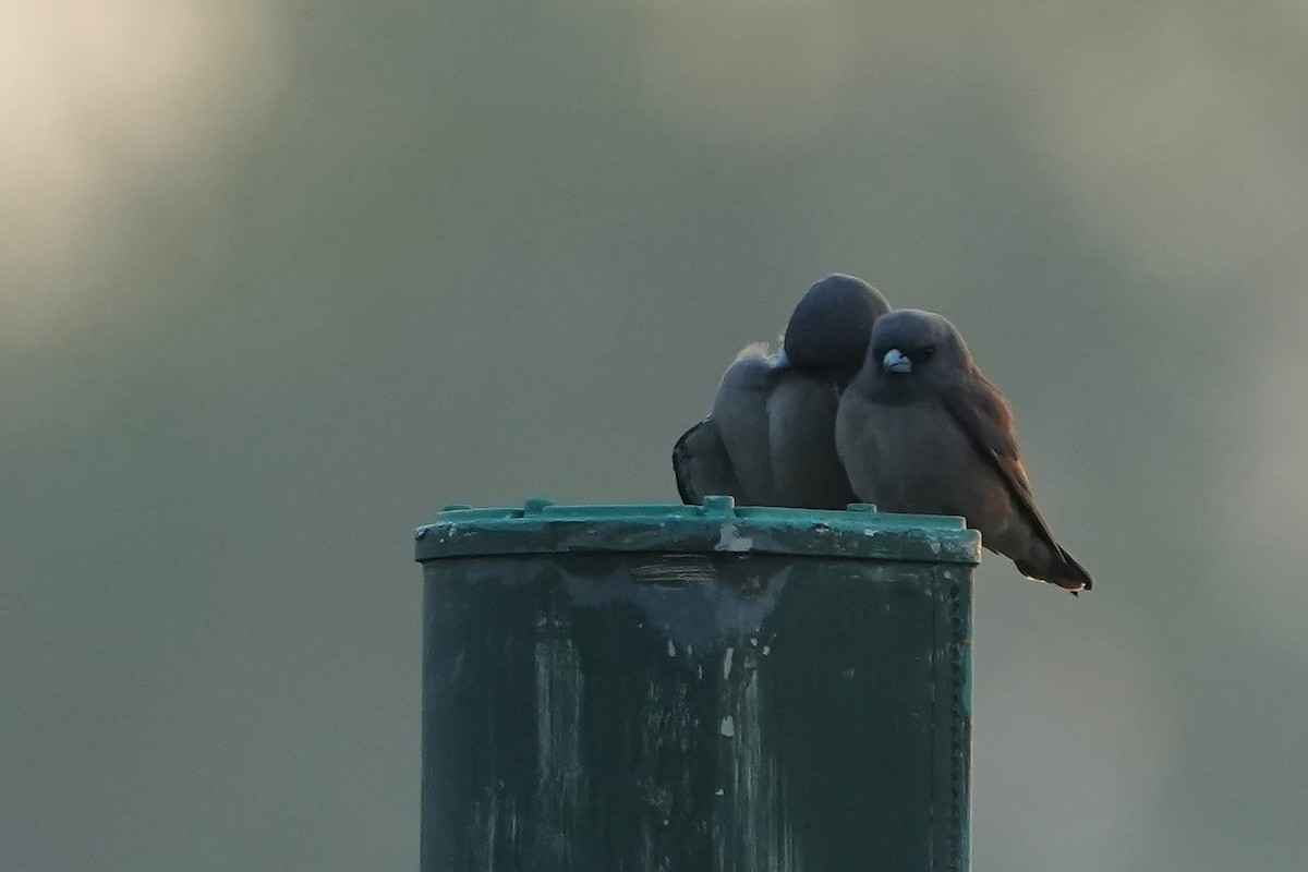 Ashy Woodswallow - ML620225386