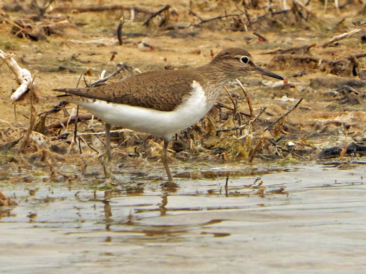 Common Sandpiper - ML620225388