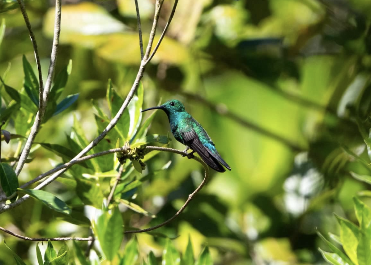 kolibřík smaragdový - ML620225395