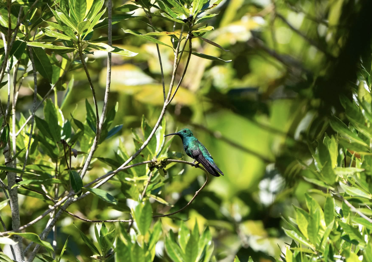 kolibřík smaragdový - ML620225398
