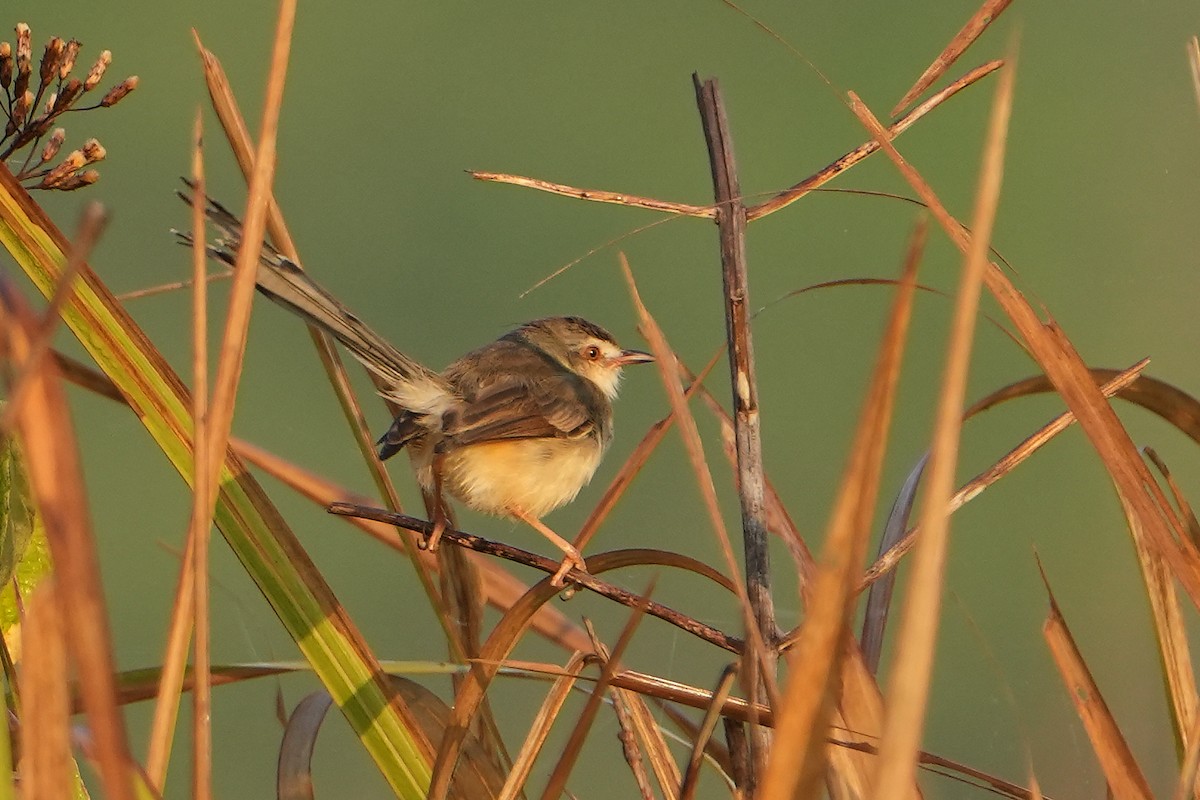 Plain Prinia - ML620225405