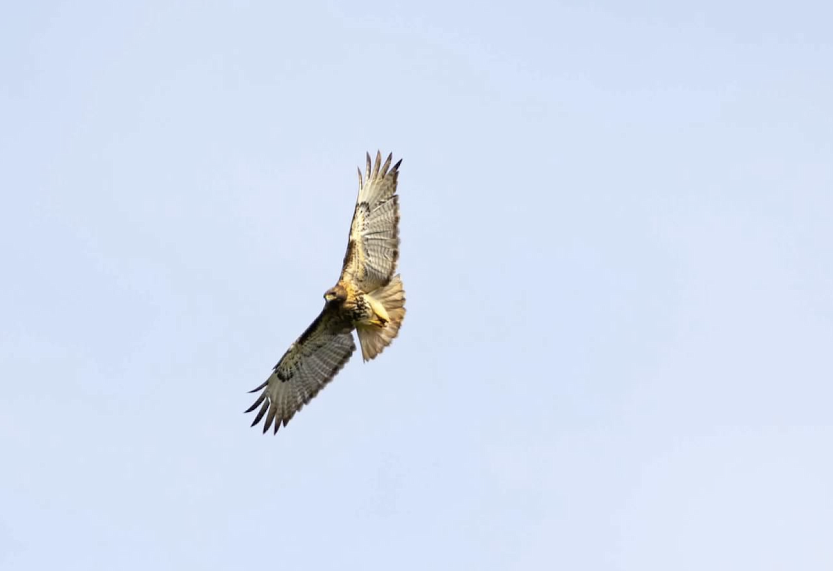 Red-tailed Hawk - ML620225408