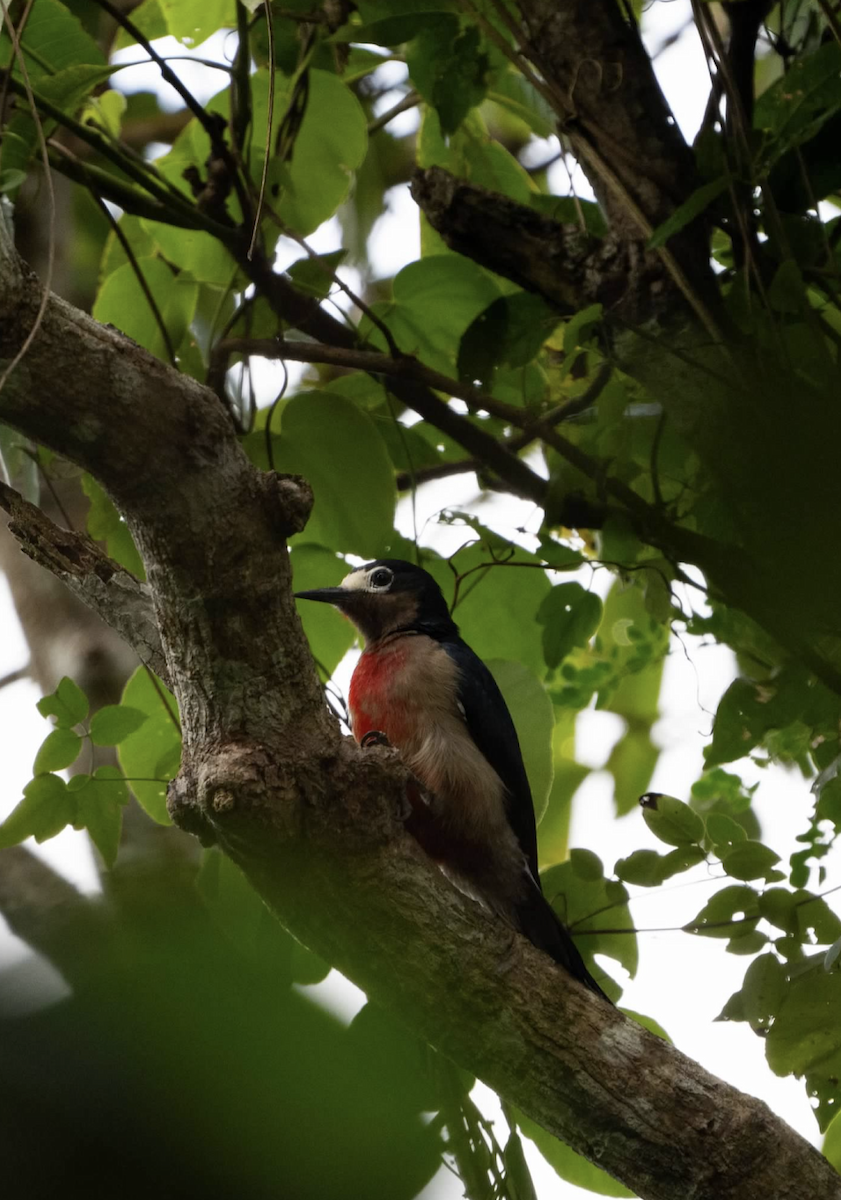 Puerto Rican Woodpecker - ML620225424