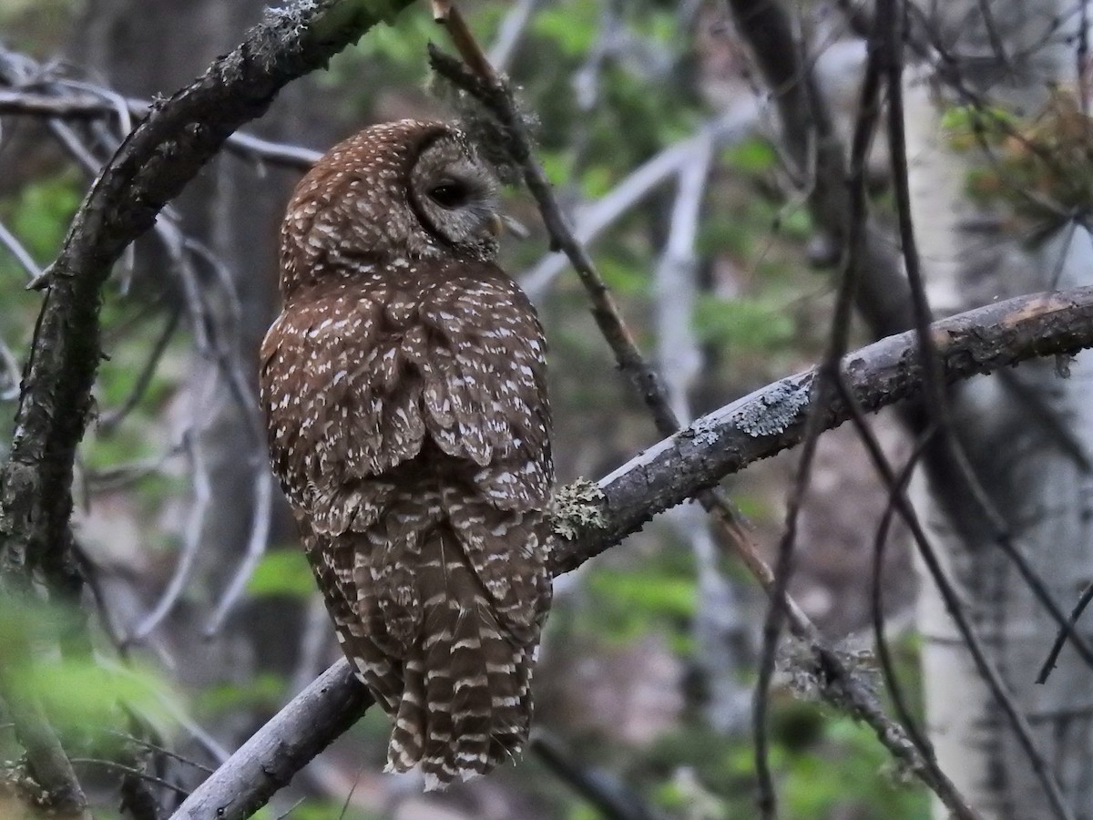 Spotted Owl - ML620225441
