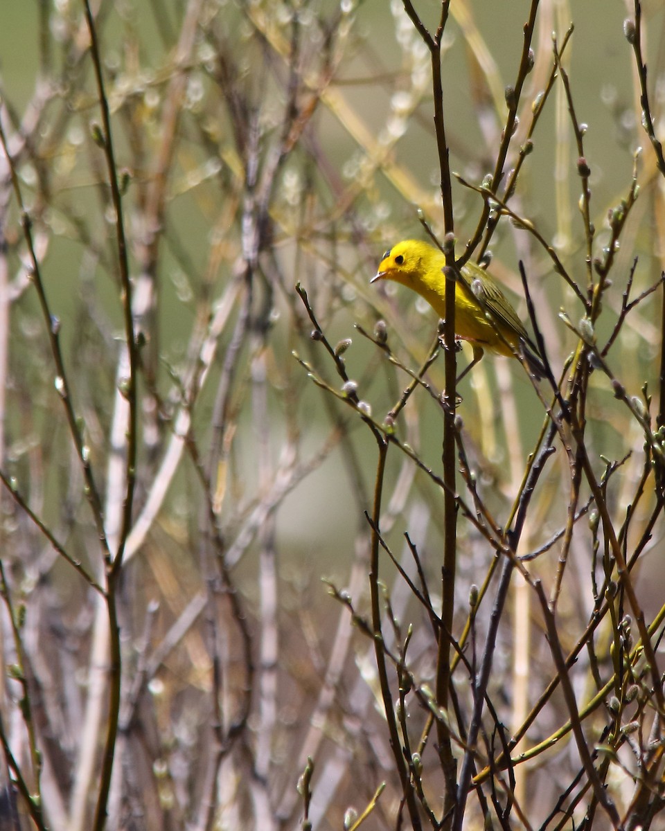 Wilson's Warbler - ML620225458