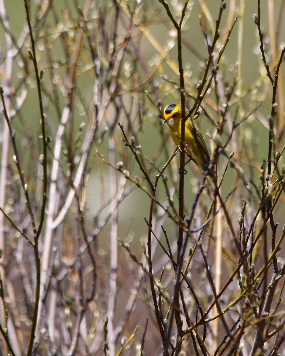 Wilson's Warbler - ML620225460