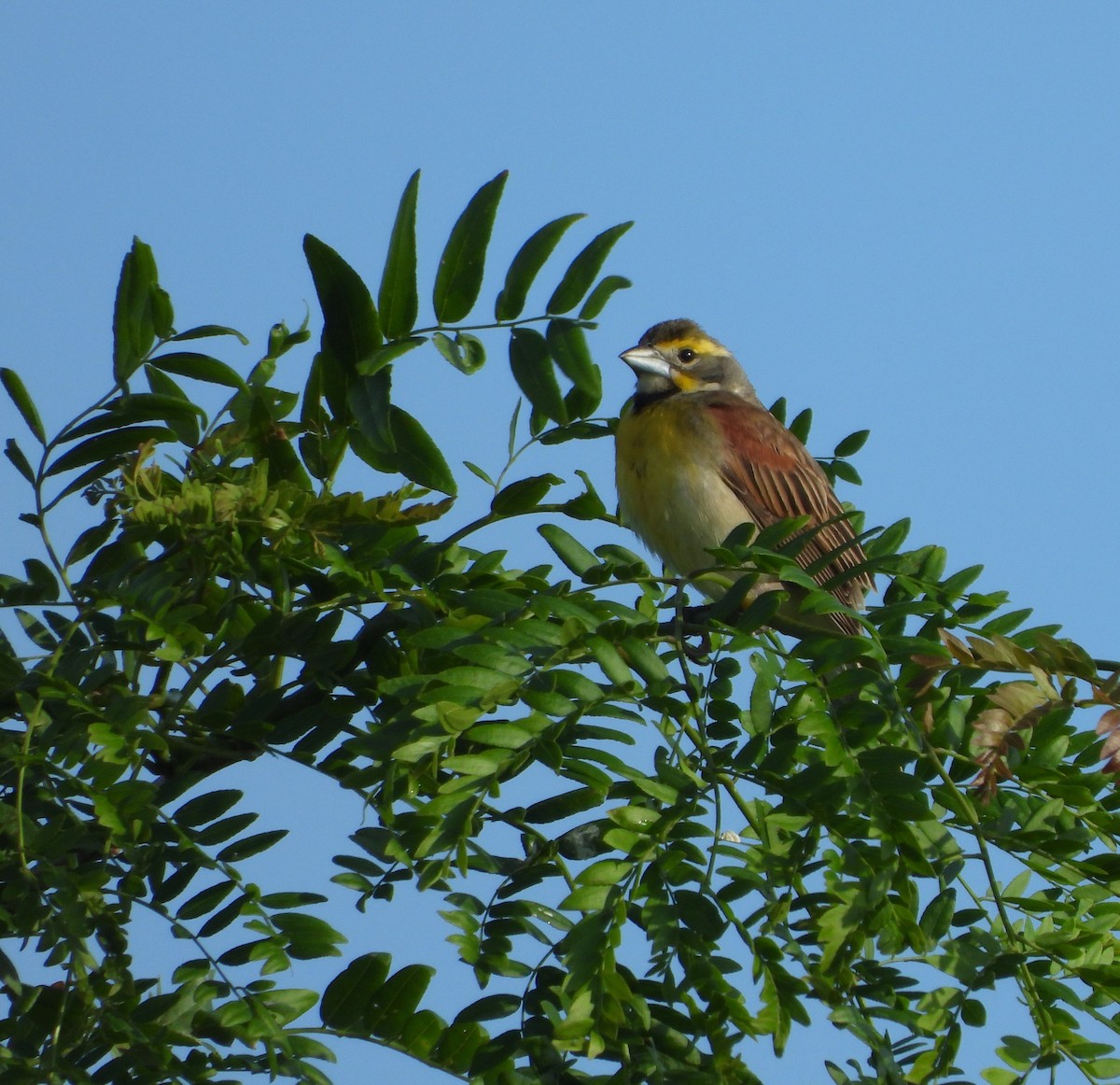 Dickcissel - ML620225462