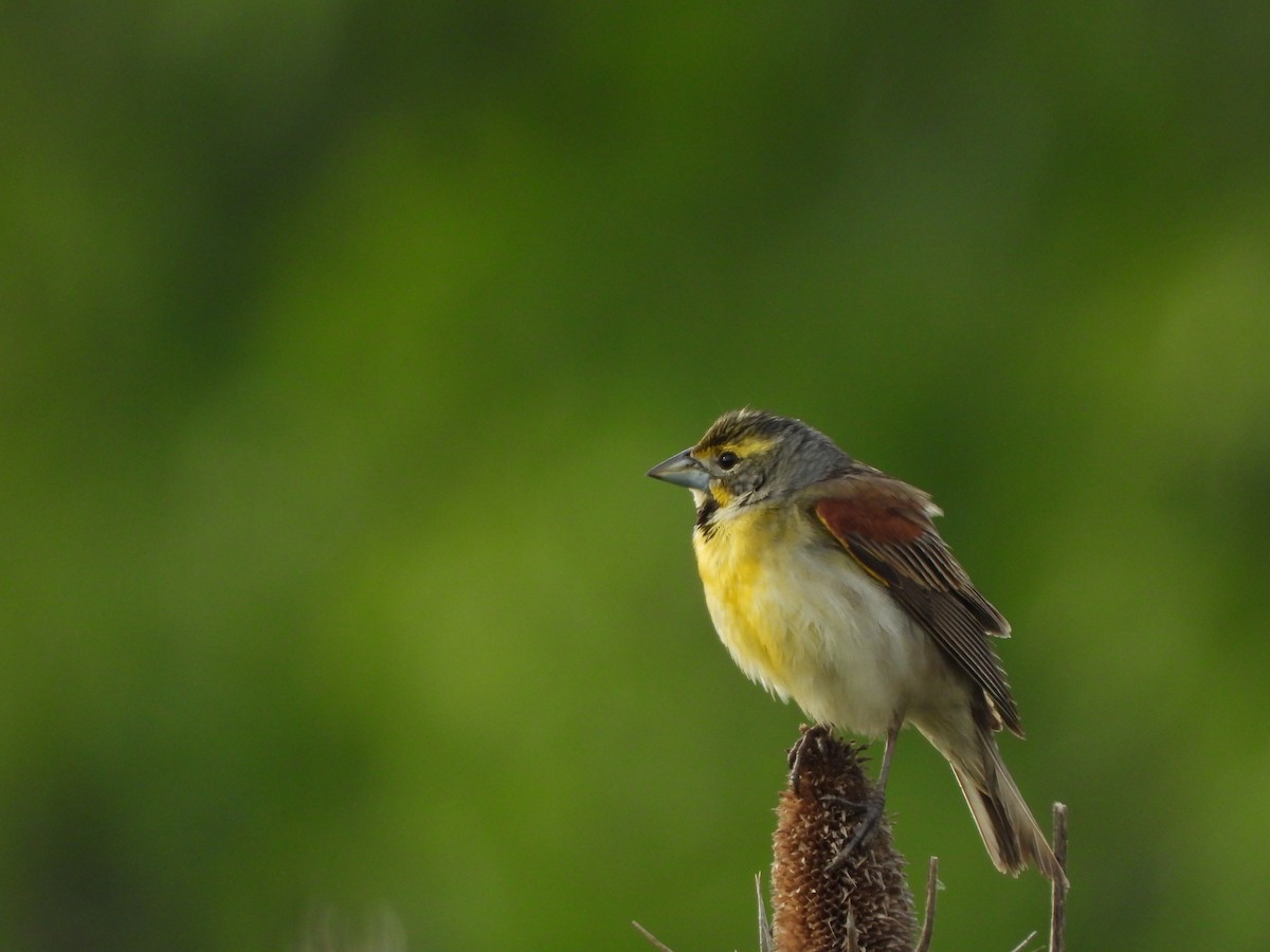 Dickcissel - ML620225463