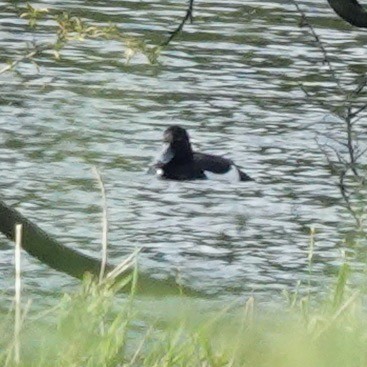 Tufted Duck - ML620225464