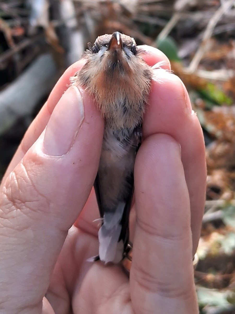 Broad-tipped Hermit - ML620225467