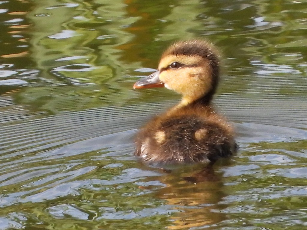 Canard colvert - ML620225477