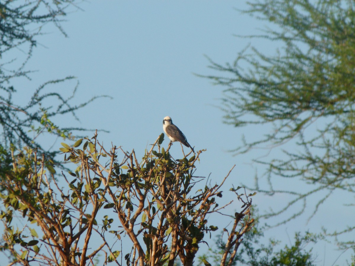 White-rumped Shrike - ML620225481