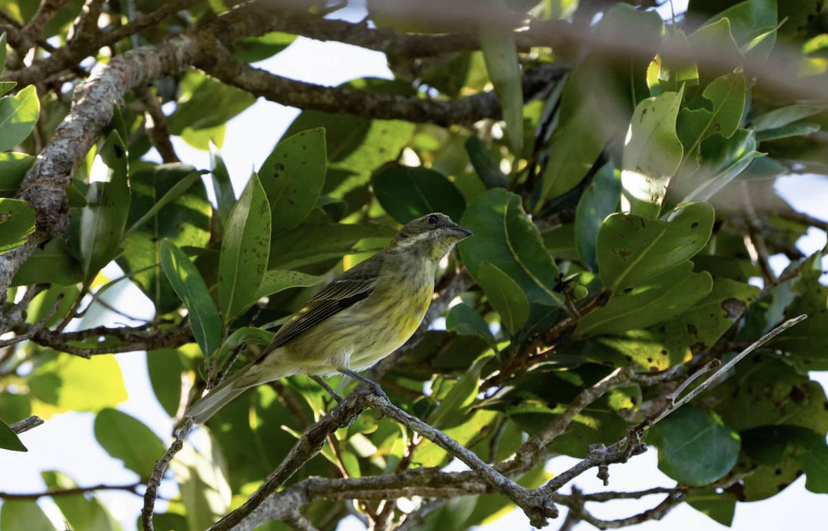 Puerto-Rico-Streifenkopftangare - ML620225482