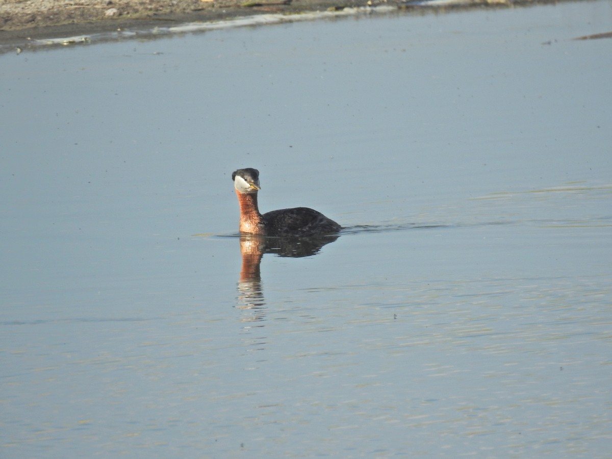 Red-necked Grebe - ML620225494