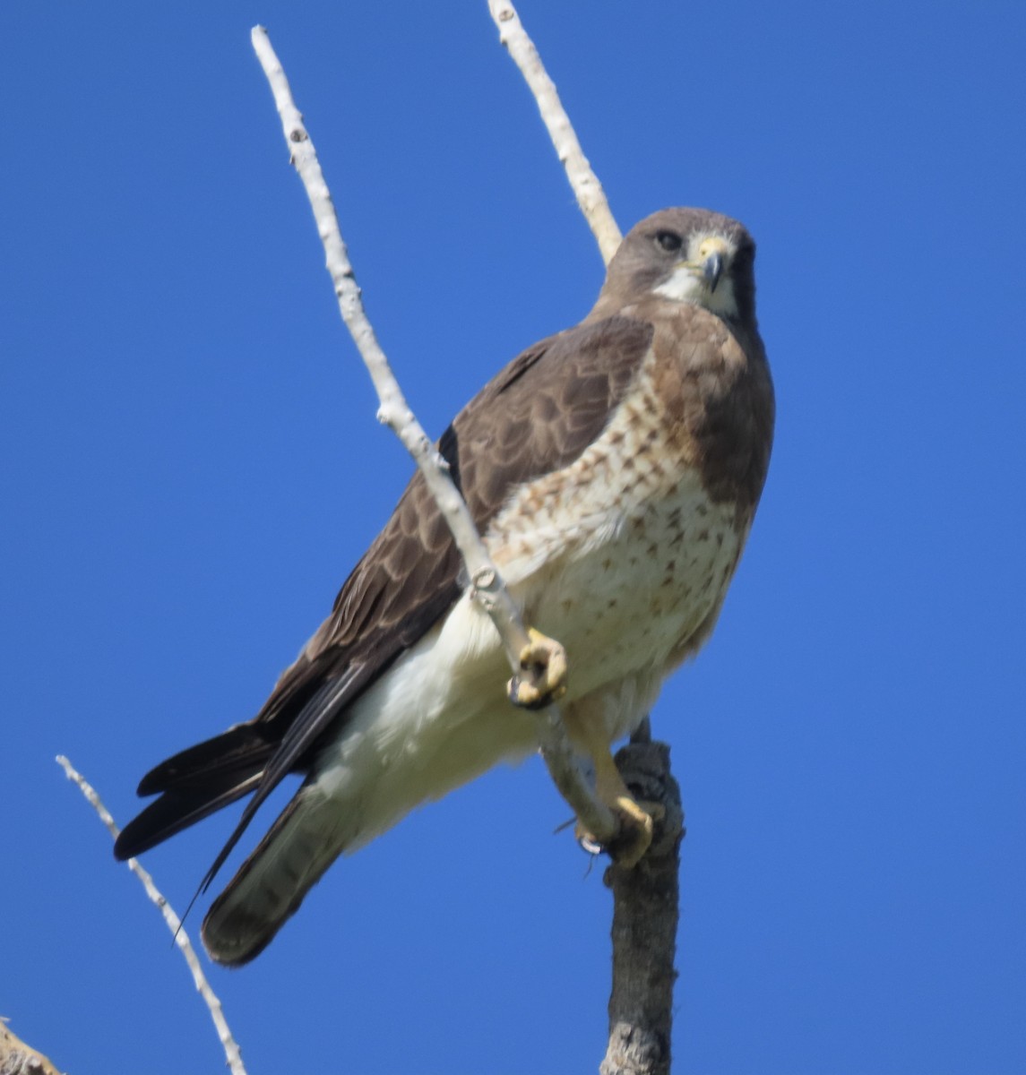 Swainson's Hawk - ML620225495