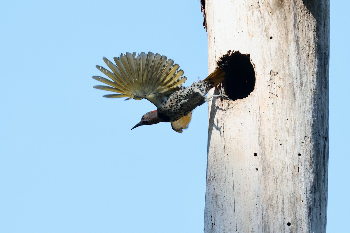 Northern Flicker (Yellow-shafted) - ML620225513