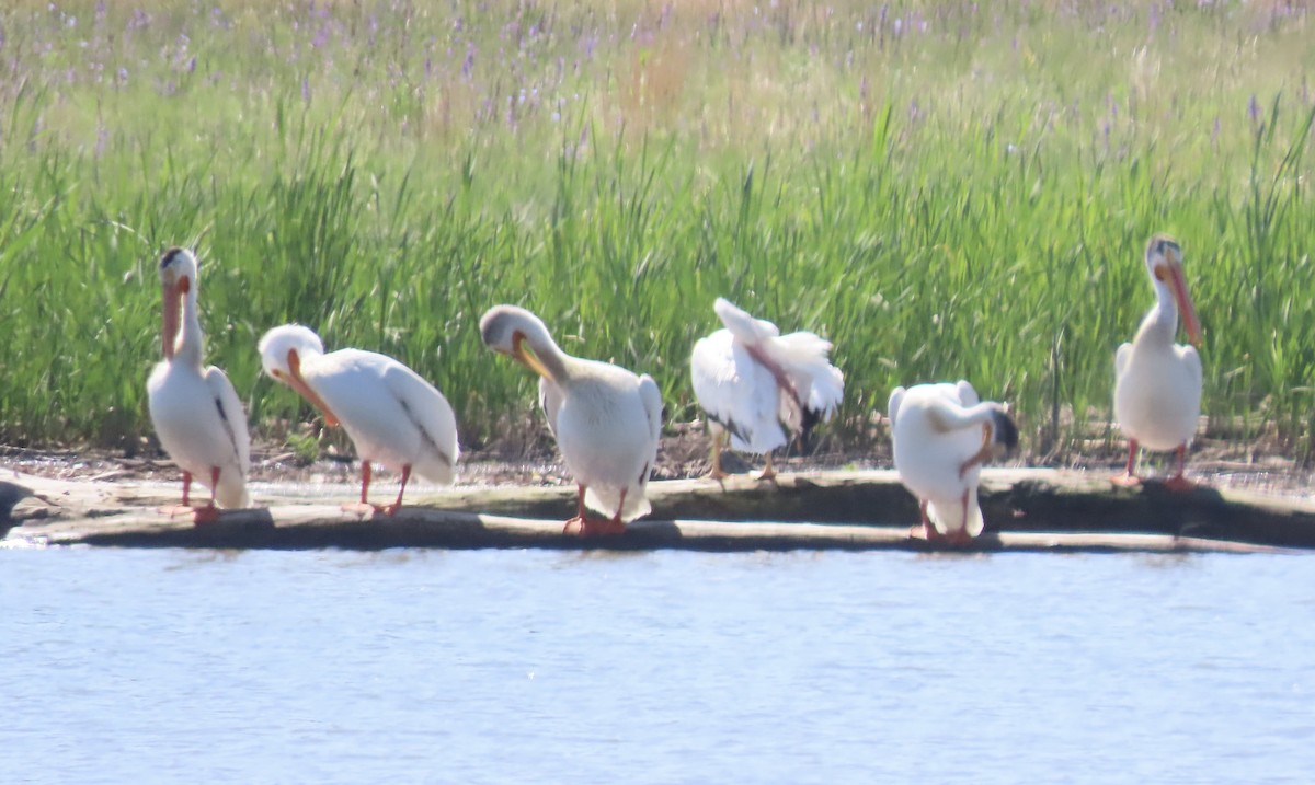 pelikán severoamerický - ML620225517