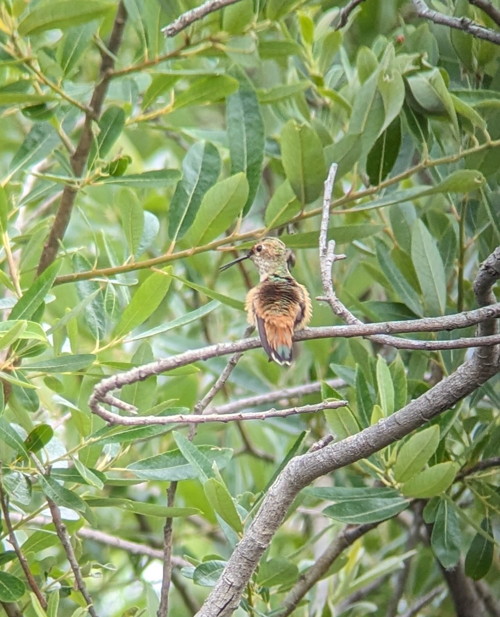 Allen's Hummingbird - ML620225518