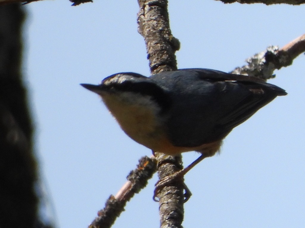 Red-breasted Nuthatch - ML620225525