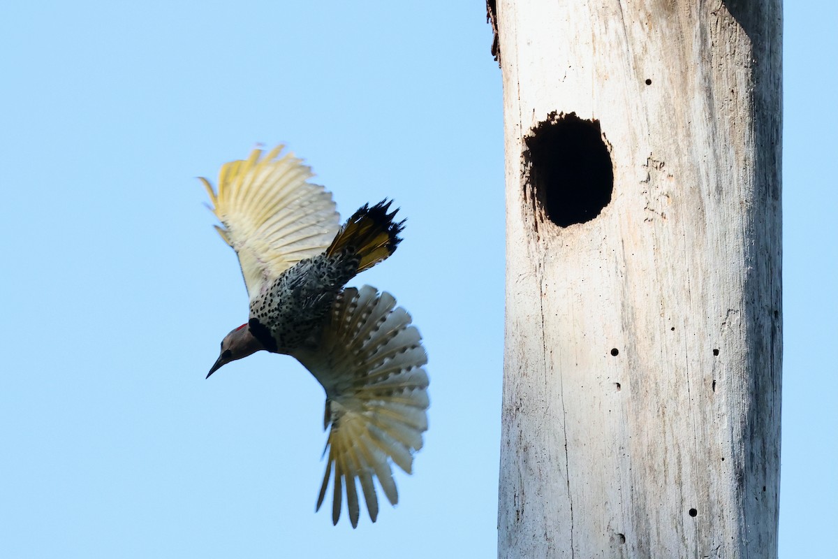Northern Flicker (Yellow-shafted) - ML620225526