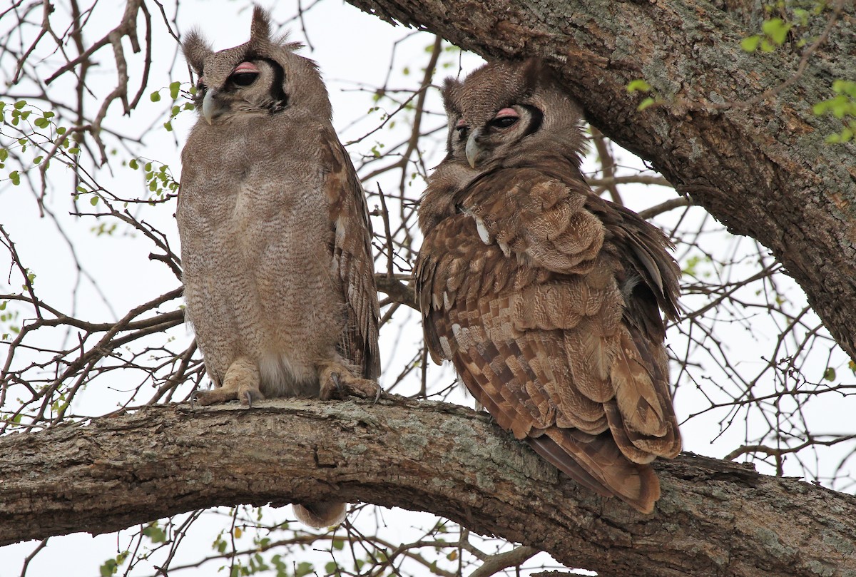 Verreaux's Eagle-Owl - ML620225541