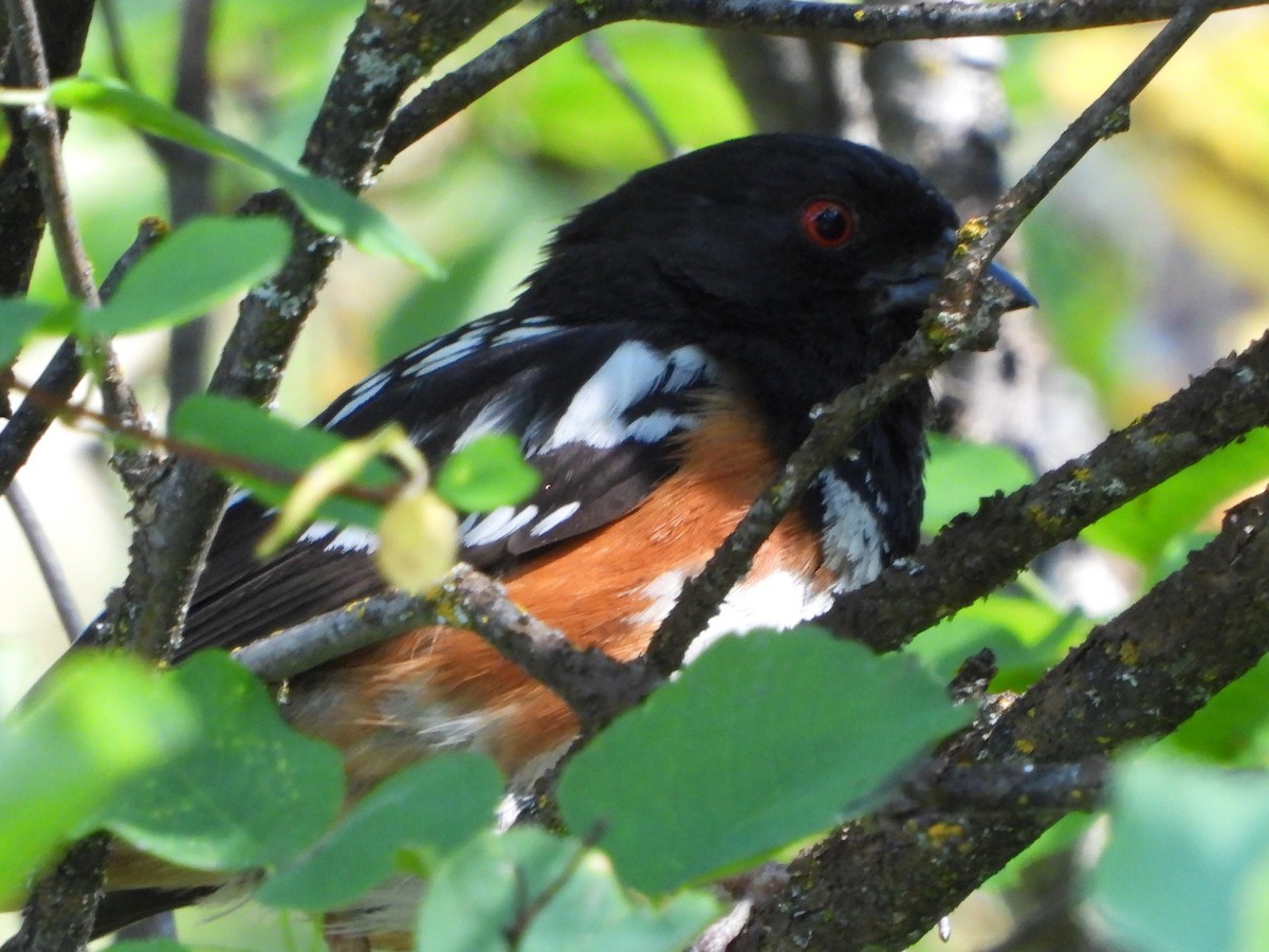 Spotted Towhee - ML620225551