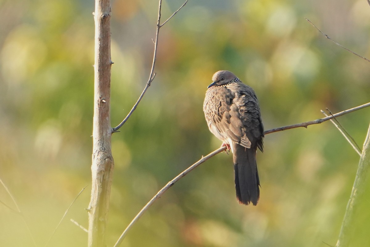 珠頸斑鳩 - ML620225553