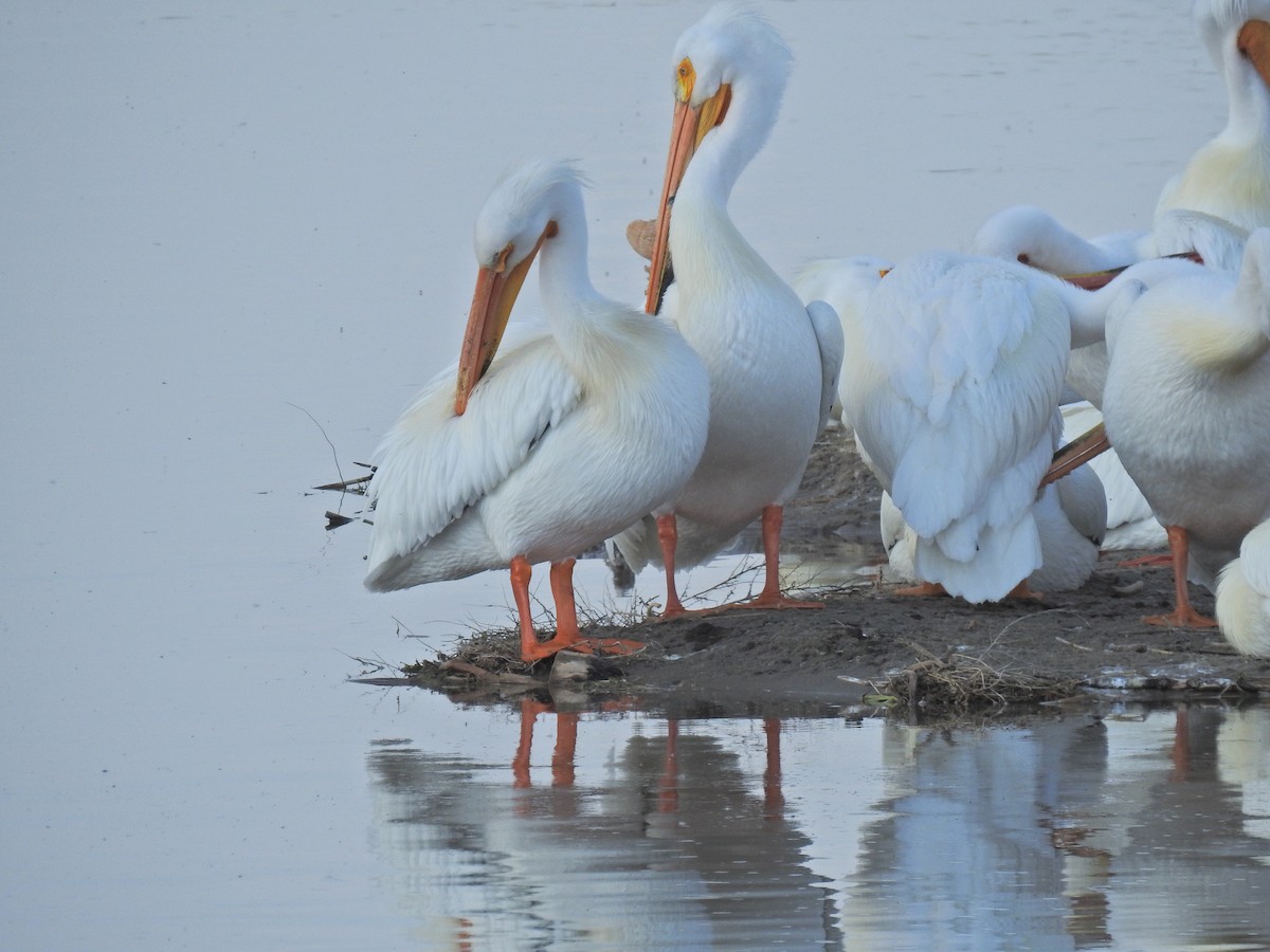 American White Pelican - ML620225554