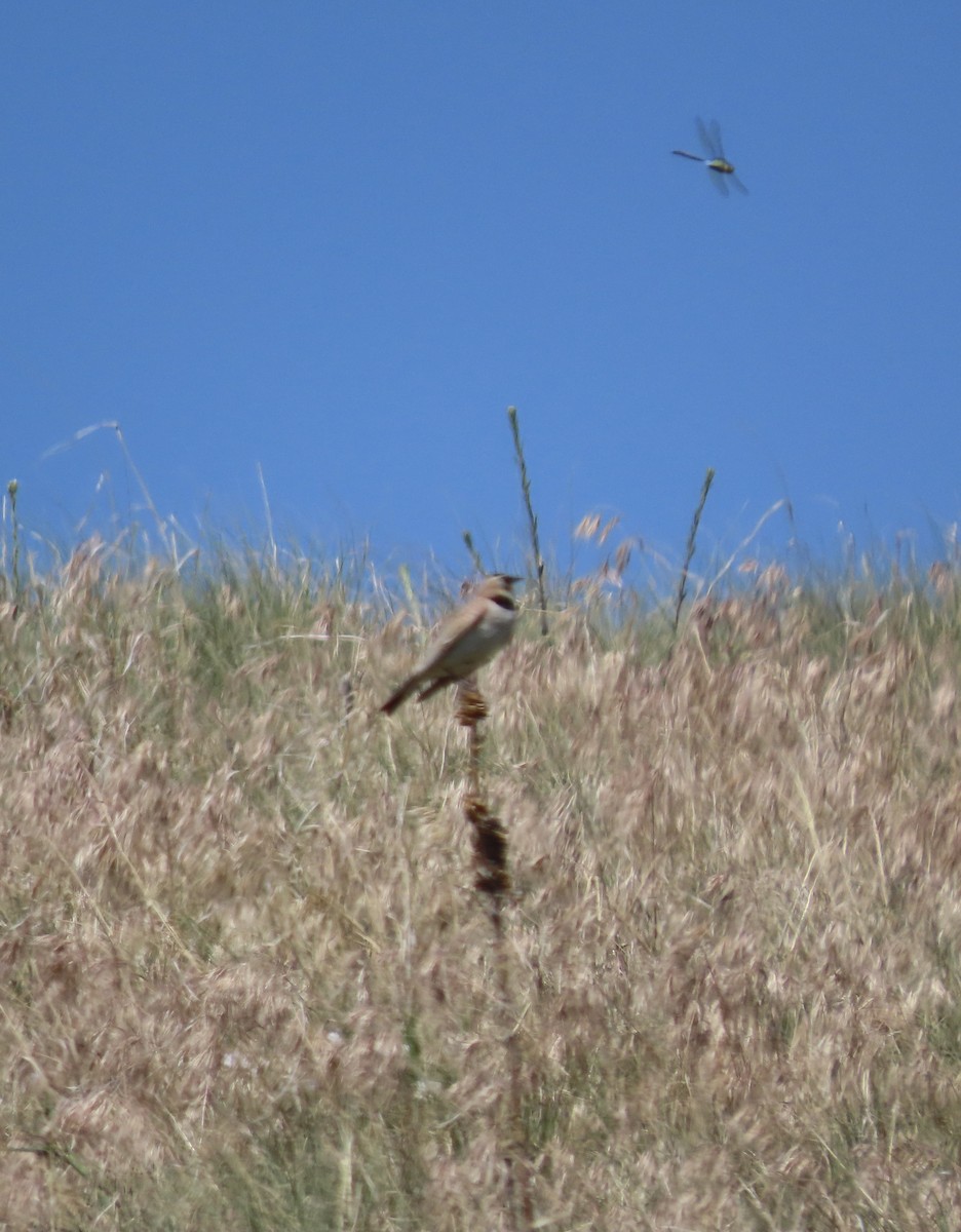 Horned Lark - ML620225555